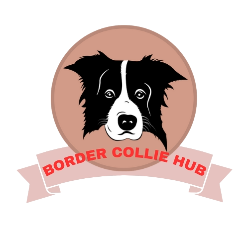 Border Collie Hub