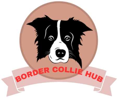 Border Collie Hub