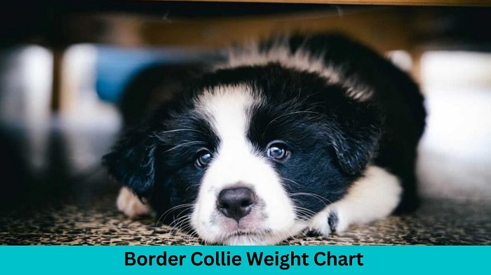 Border Collie Weight Chart