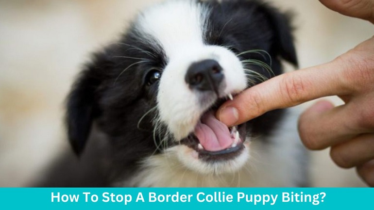 How To Stop A Border Collie Puppy Biting