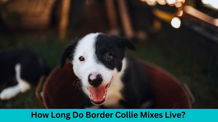 How long do border collie mixes live