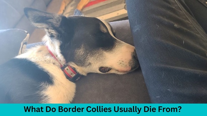 What Do Border Collies Usually Die From