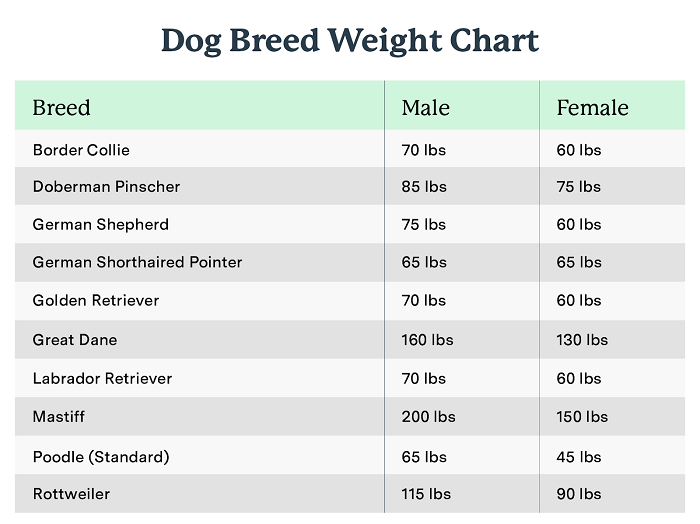 What Is the Size and Weight of a Collie