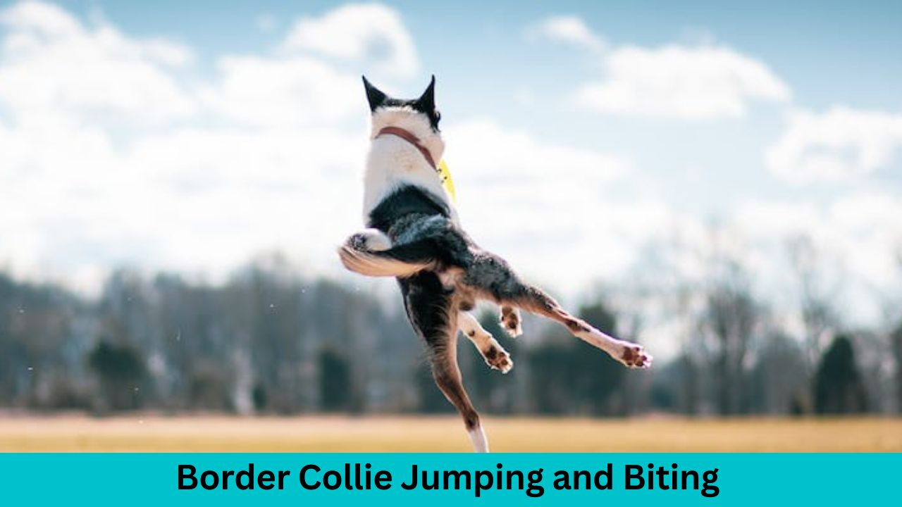 Border Collie Jumping and Biting