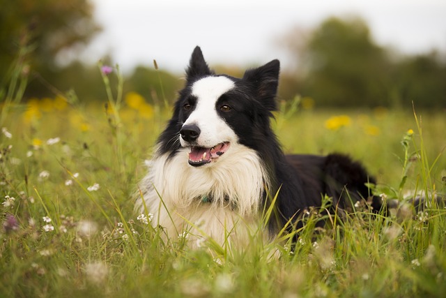 Common Health Problems in Border Collies