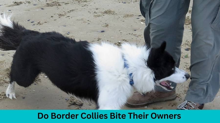 Do Border Collies Bite Their Owner