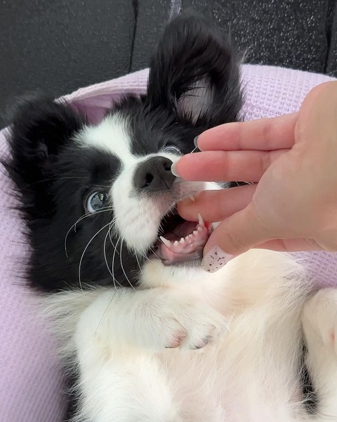 Do Border Collies Bite Their Owners