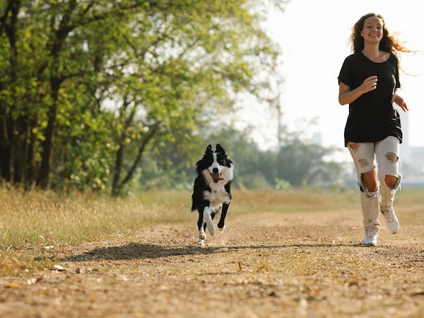How Can I Help My Border Collie Mixes Live Longer