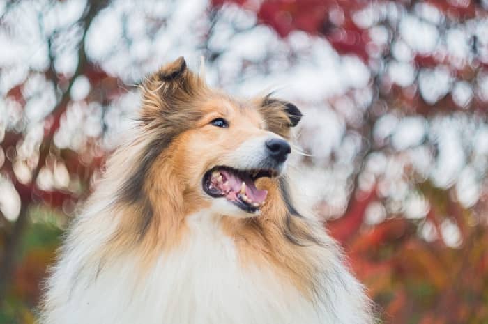 How Can You Ensure a Long and Happy Life for Your Rough Collie