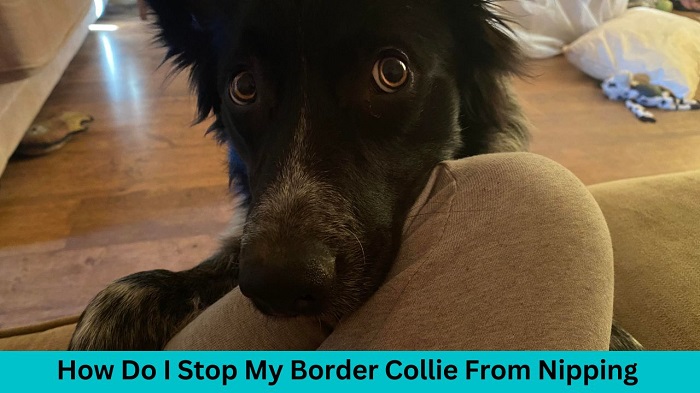 How Do I Stop My Border Collie From Nipping
