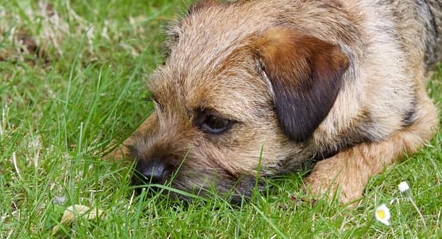How Long Do Border Terriers Live