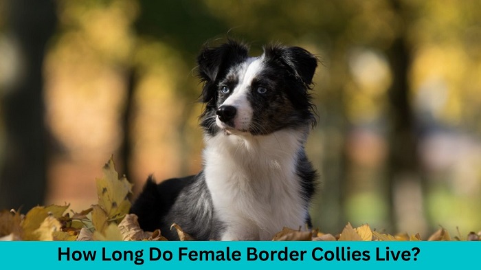 How Long Do Female Border Collies Live
