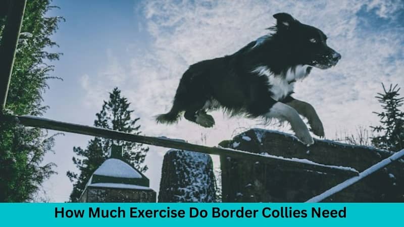 How Much Exercise Do Border Collies Need