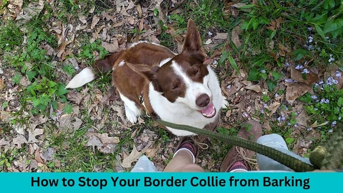 How to Stop Your Border Collie from Barking