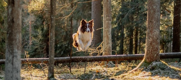 Jumping Behavior in Border Collies