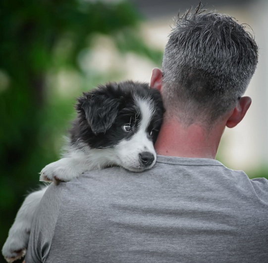 Taking Care of Your Border Collie at Home