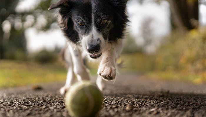 What Determines a Border Collie's Lifespan