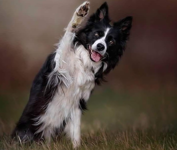 What Factors Influencing Border Collies' Lifespan