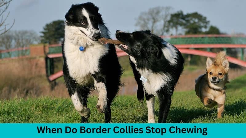 When Do Border Collies Stop Chewing
