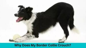 Why Does My Border Collie Crouch