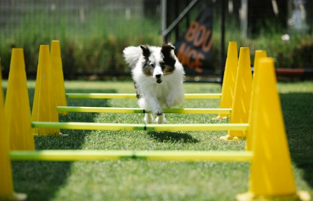Why is Exercise Needed for Border Collies