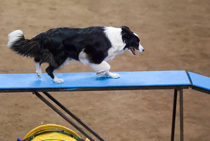 Border Collie Training and Mental Stimulation