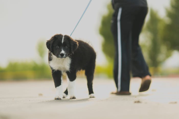 Comprehensive Training Stages for border collie