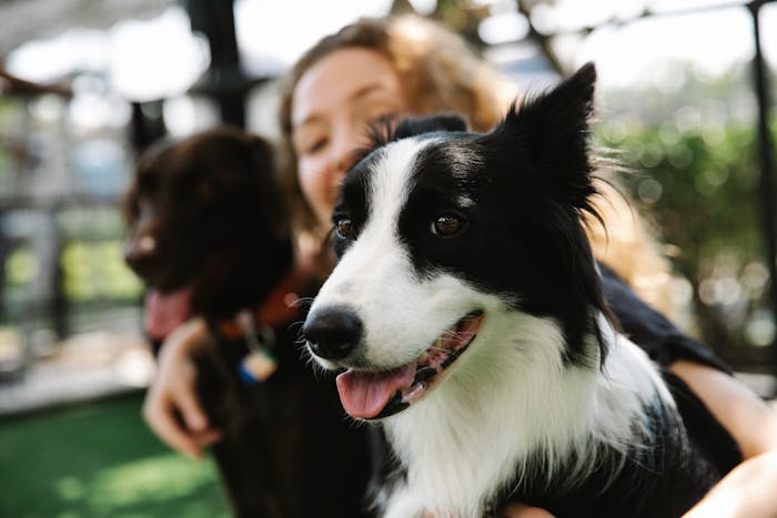 How Much Does it Cost to Own a Border Collie