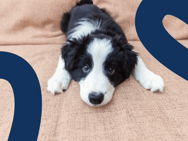 Are Border Collie Puppies Easy to Train