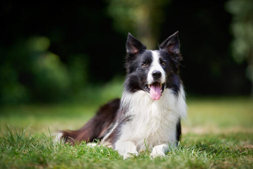 Are Border Collies High Maintenance