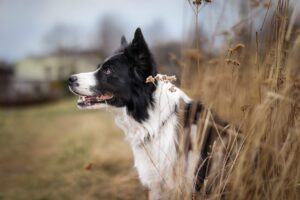 Are Border Collies Hunting Dogs