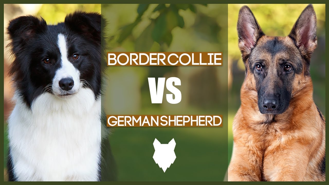 Are Border Collies Smarter Than German Shepherds? The Ultimate Comparison