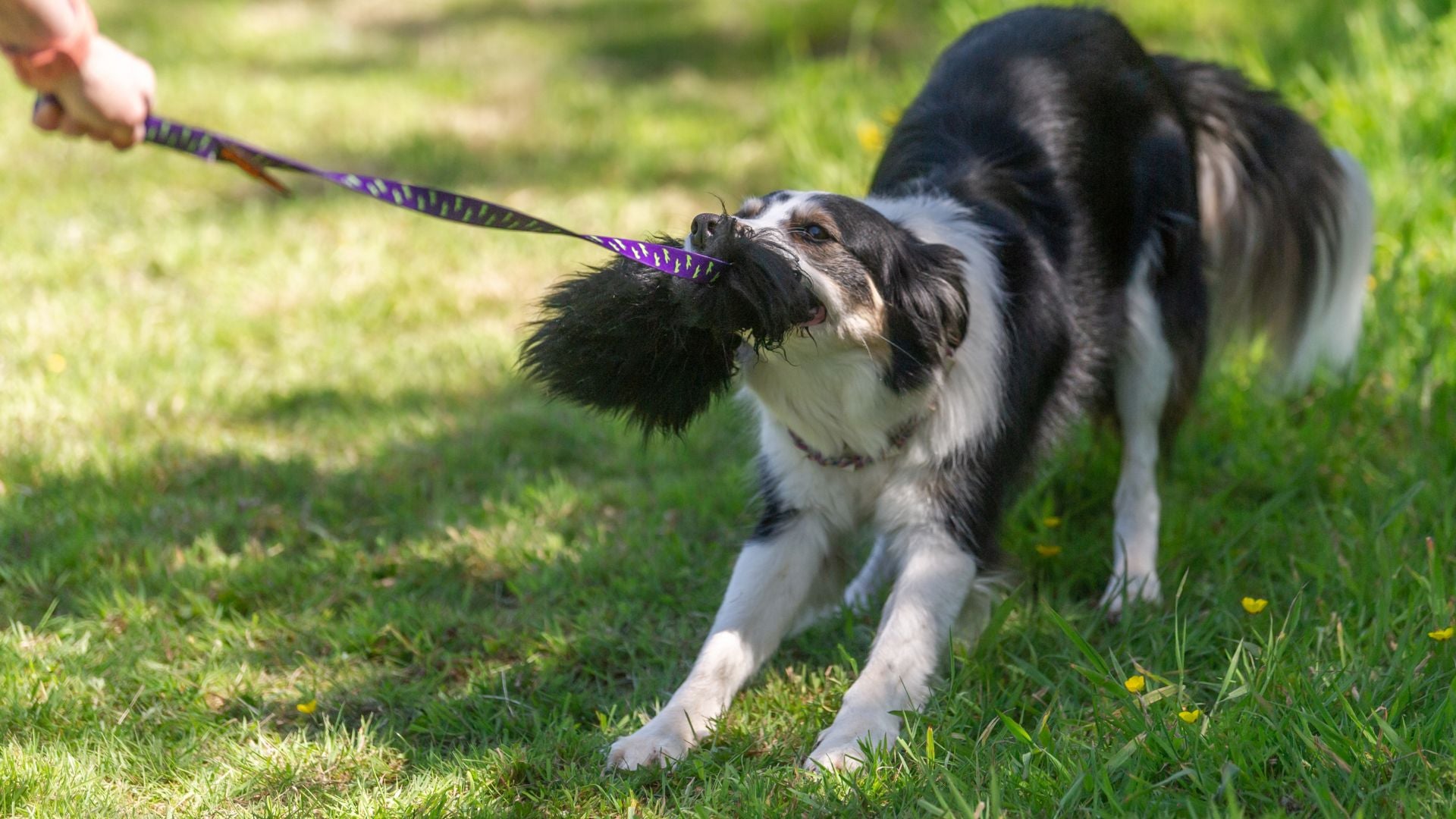 Best Border Collie Puppy Toys