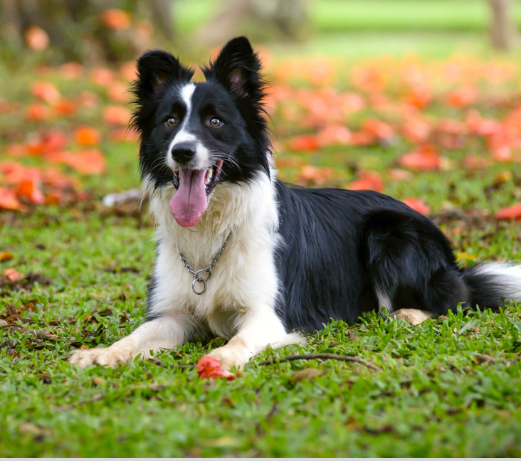 Border Collie Puppies for Sale in Bay Area