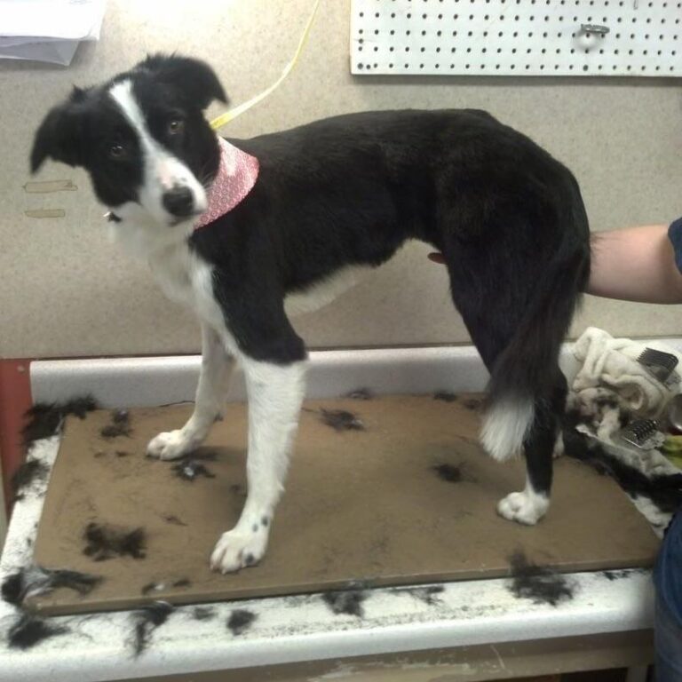 Can I Shave My Border Collie