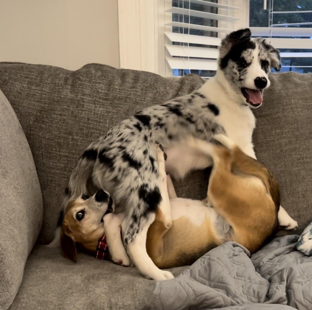 Do Border Collies Get along With Other Dogs