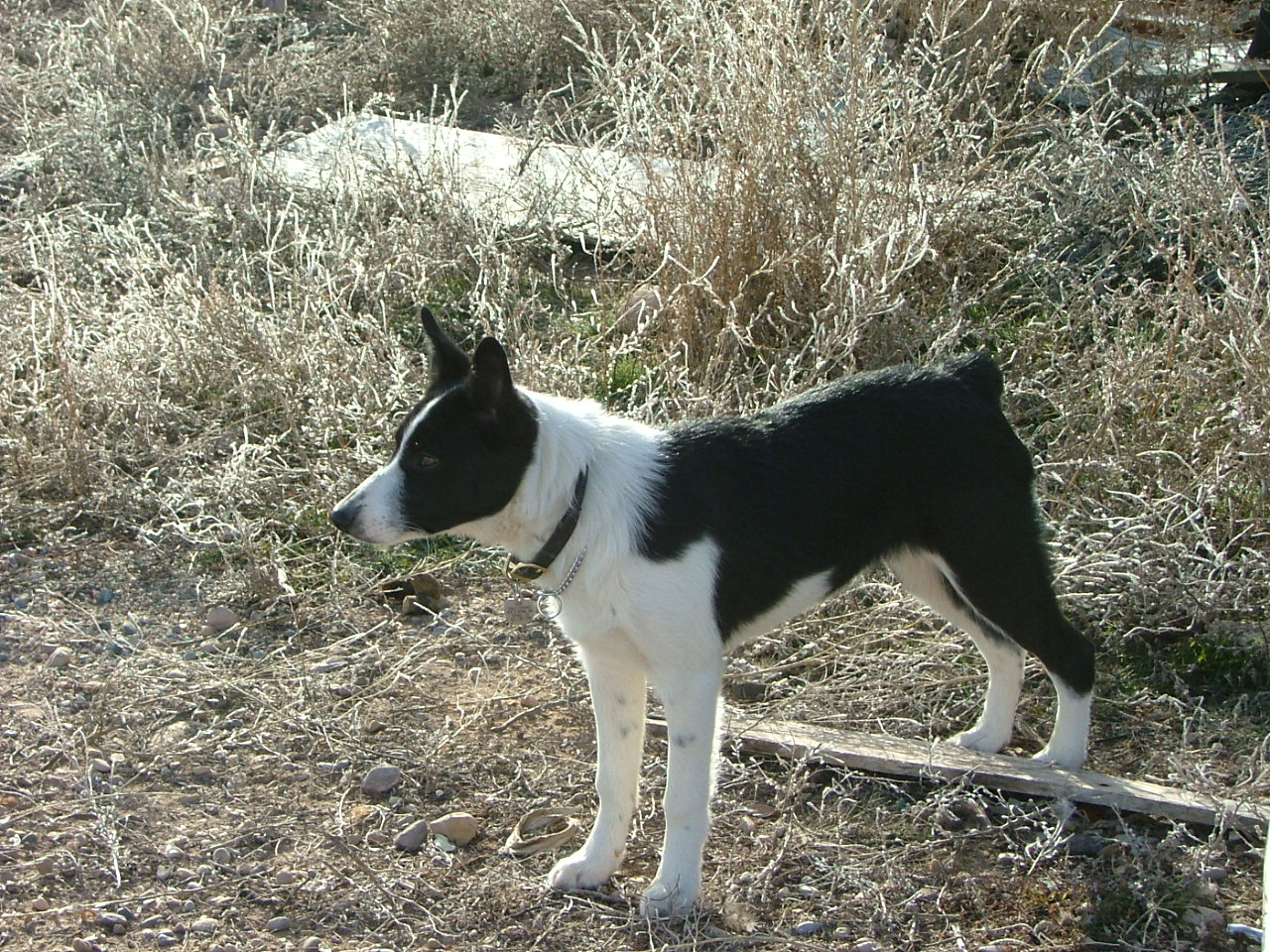 Do Border Collies Have Tails​