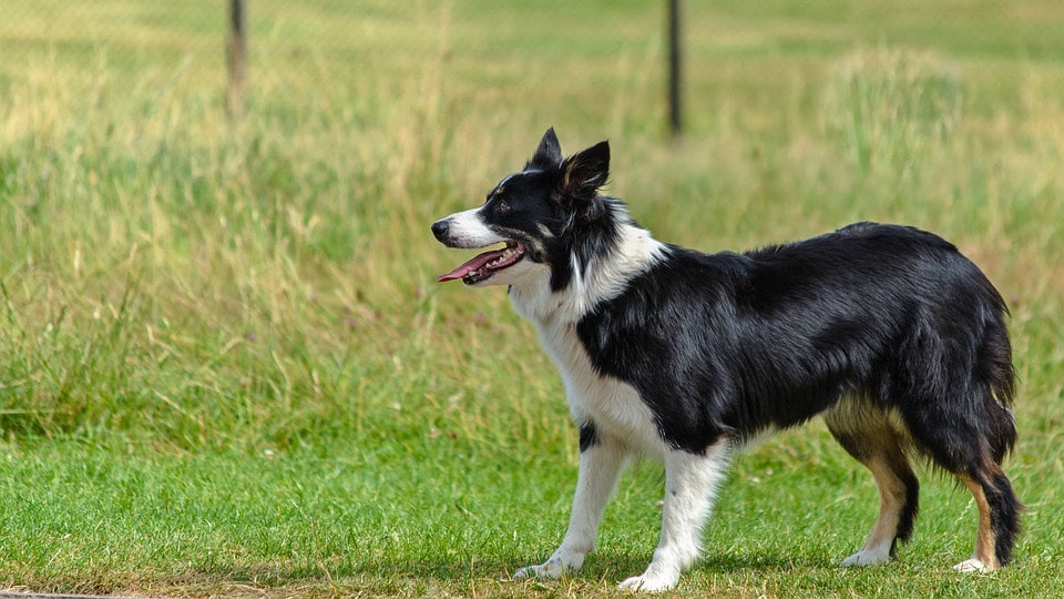 Fun Facts About Border Collies Puppies