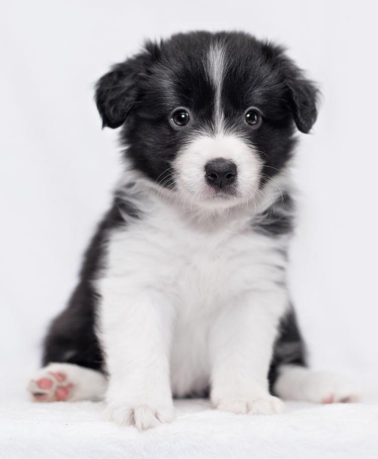 How are Border Collie Puppies