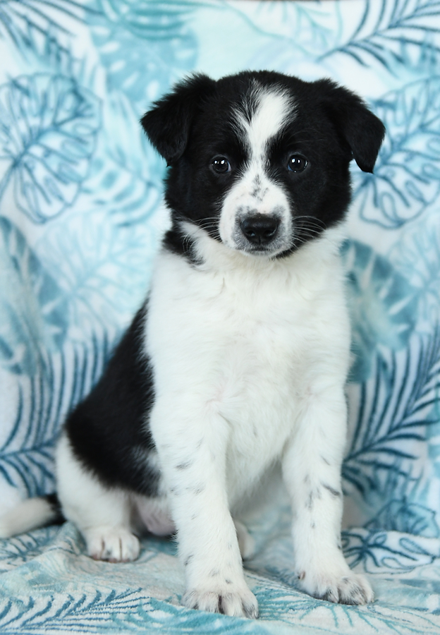 How Long are Border Collies Puppies