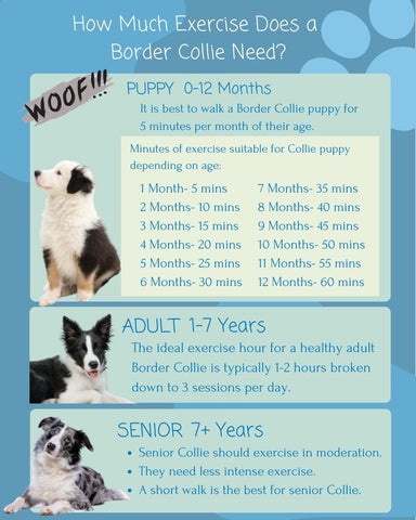 How Long Can I Walk My Border Collie Puppy