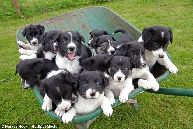 How Many Puppies Can a Border Collie Have