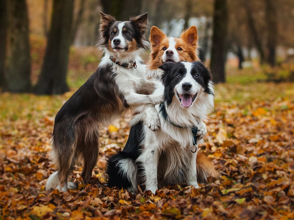 How Much Do Border Collie Puppies Cost