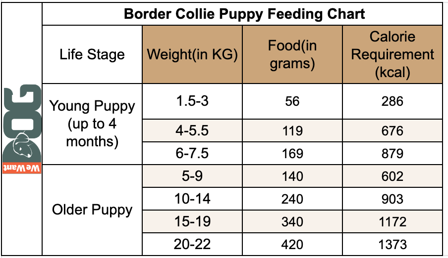 How Much Do You Feed a Border Collie Puppy