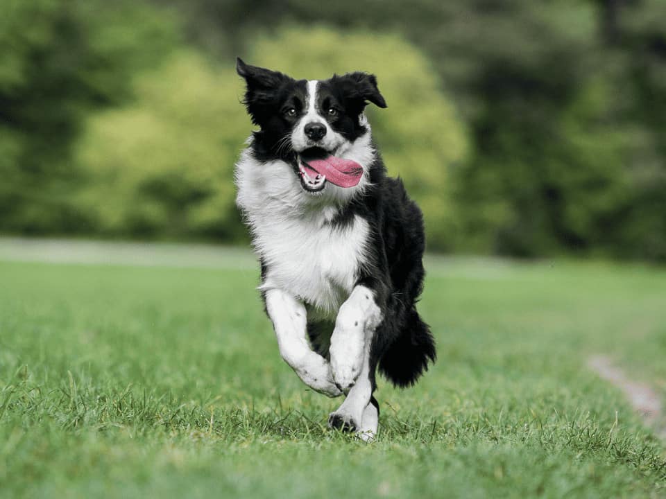 How Much Food Should a Border Collie Eat Per Day: Expert Tips