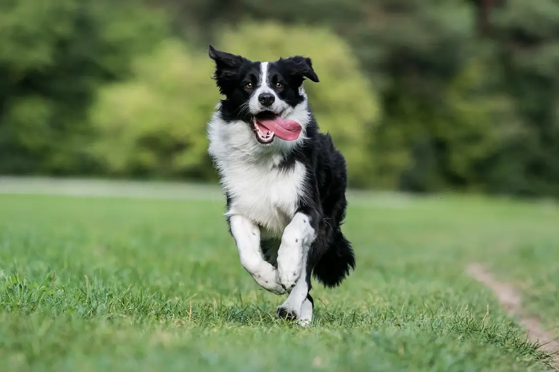 How Much Food Should You Feed a Border Collie Puppy