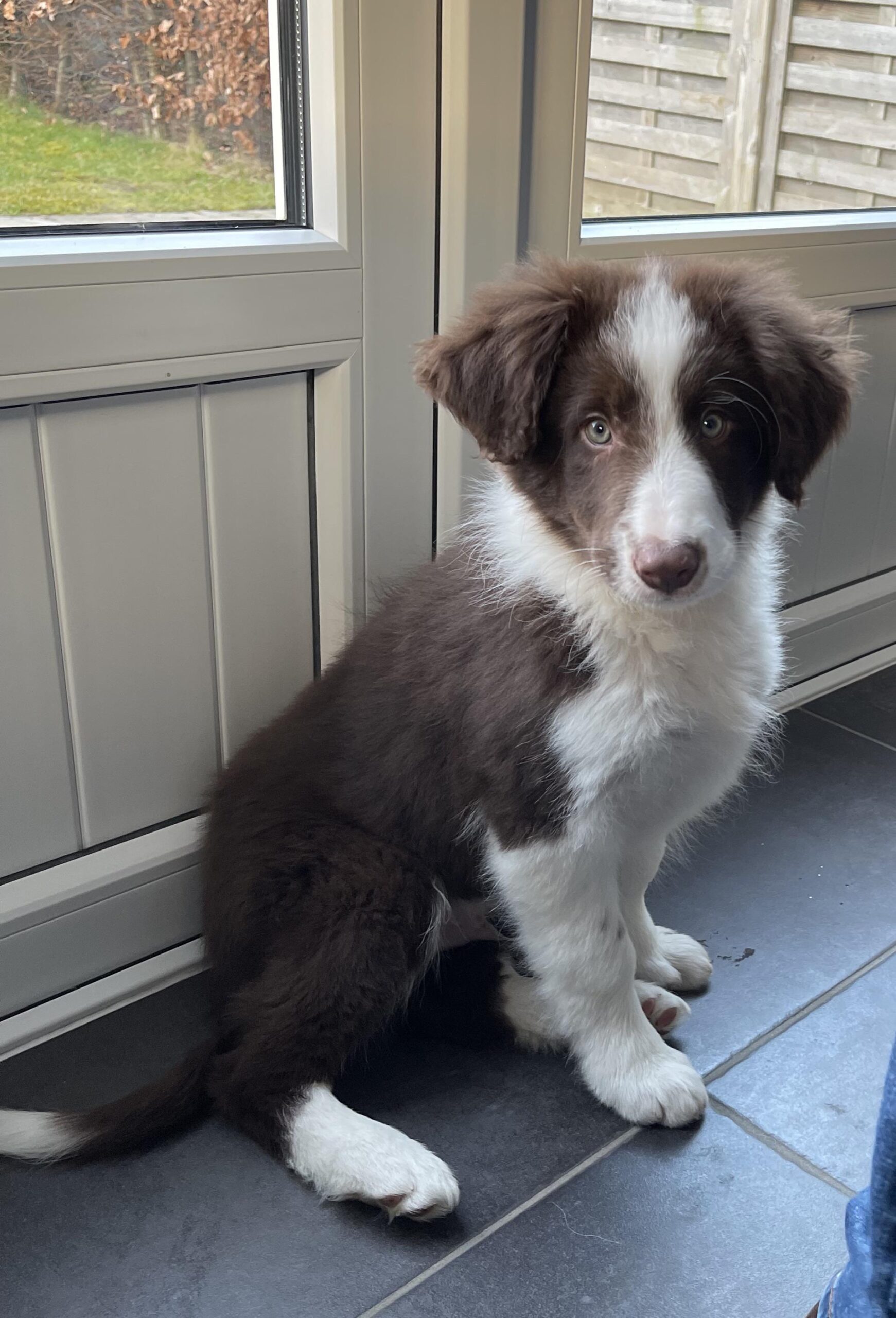 How Often Do Border Collie Puppies Poop