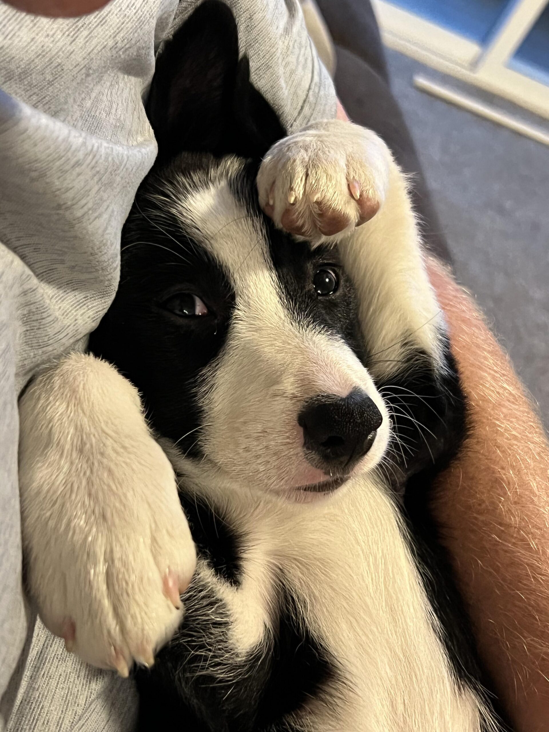 How Often Should You Wash a Border Collie Puppy