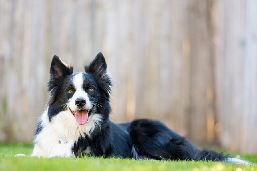 How Smart are Border Collies Compared to Humans