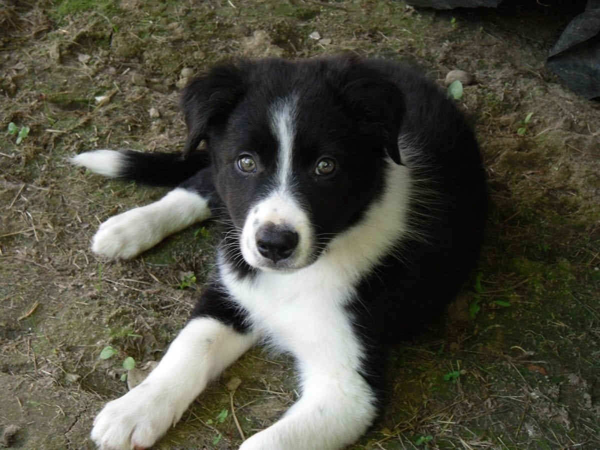 How to Deal With a Border Collie Puppy